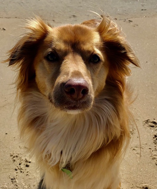 Tilly, the Nova Scotia Duck Tolling Retriever who inspired TailTracker