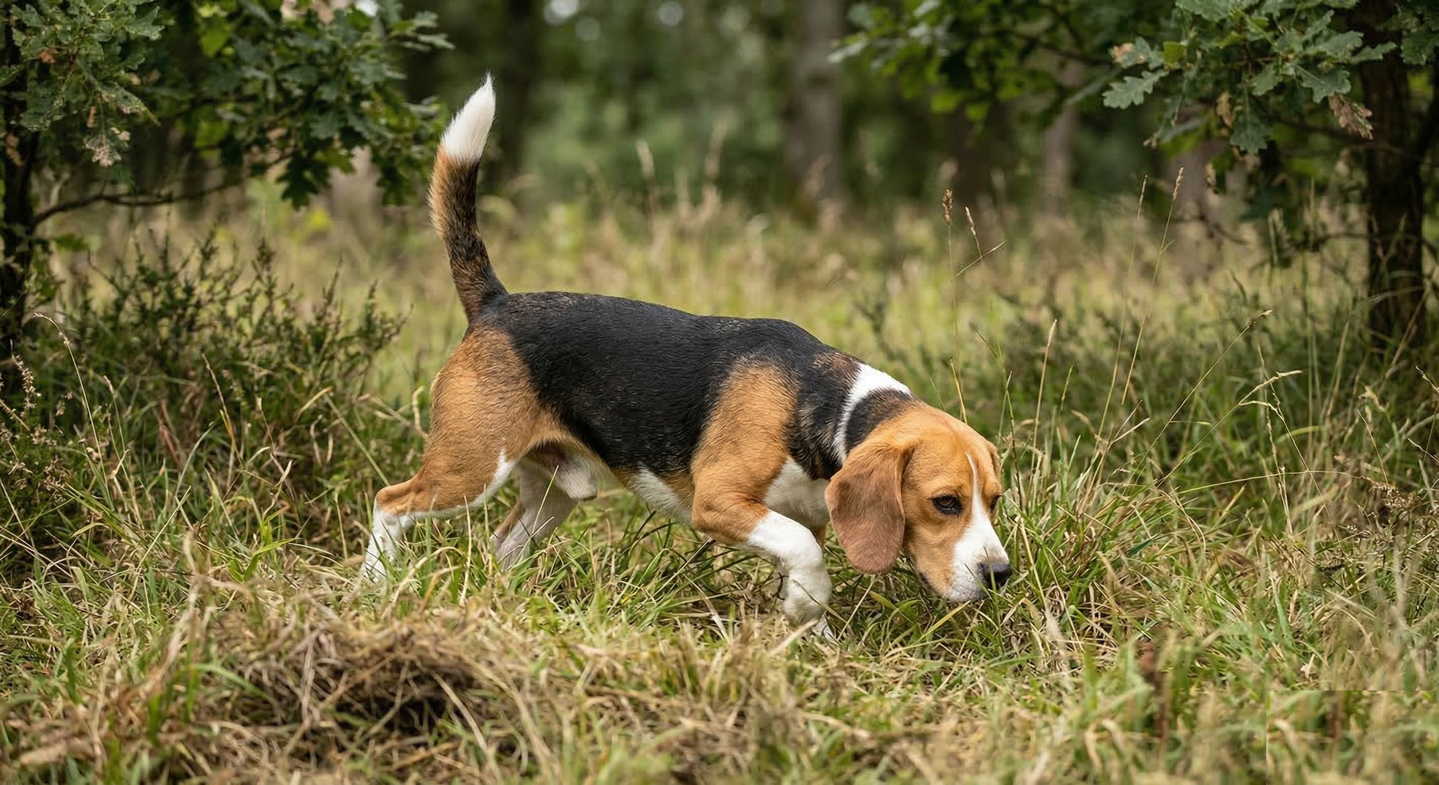 Beagle actively tracking with nose low to the ground