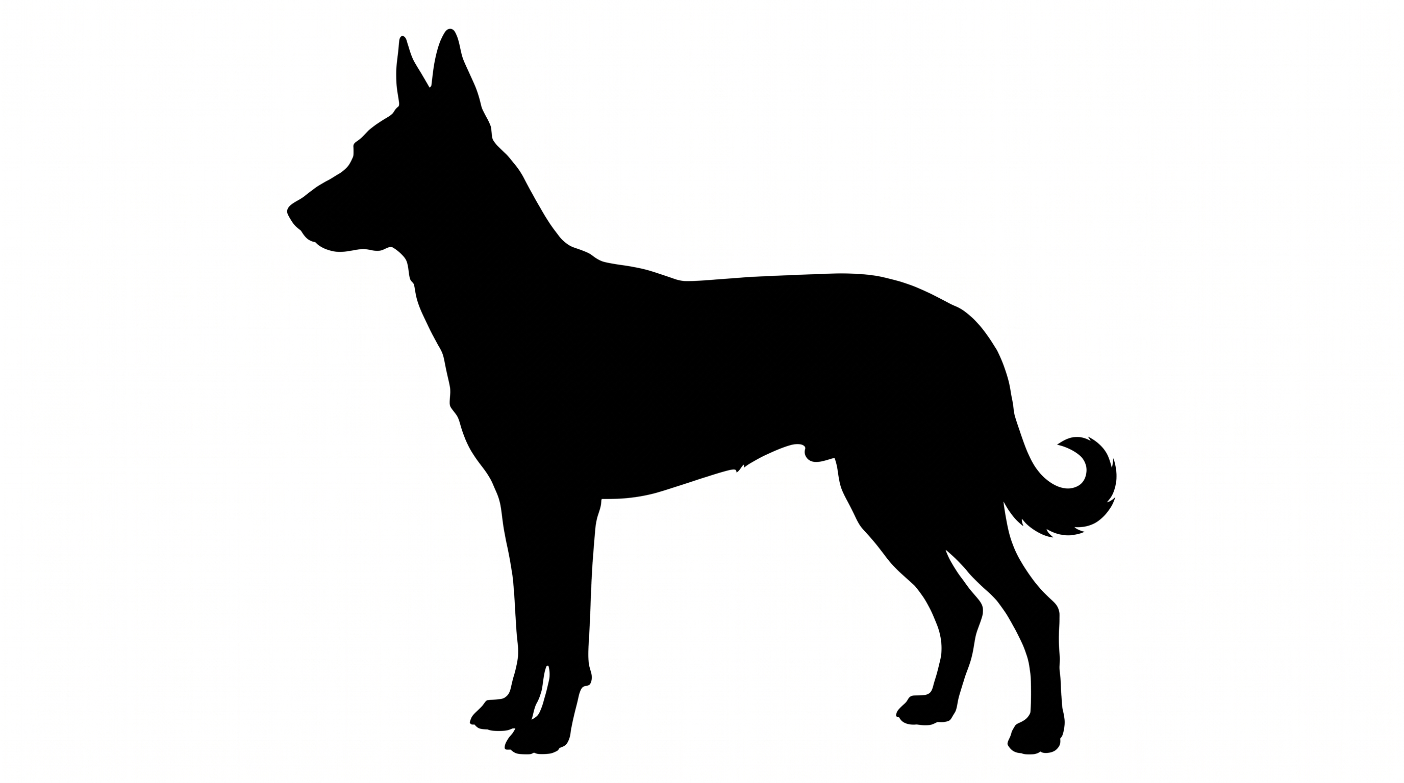 Belgian Malinois silhouette