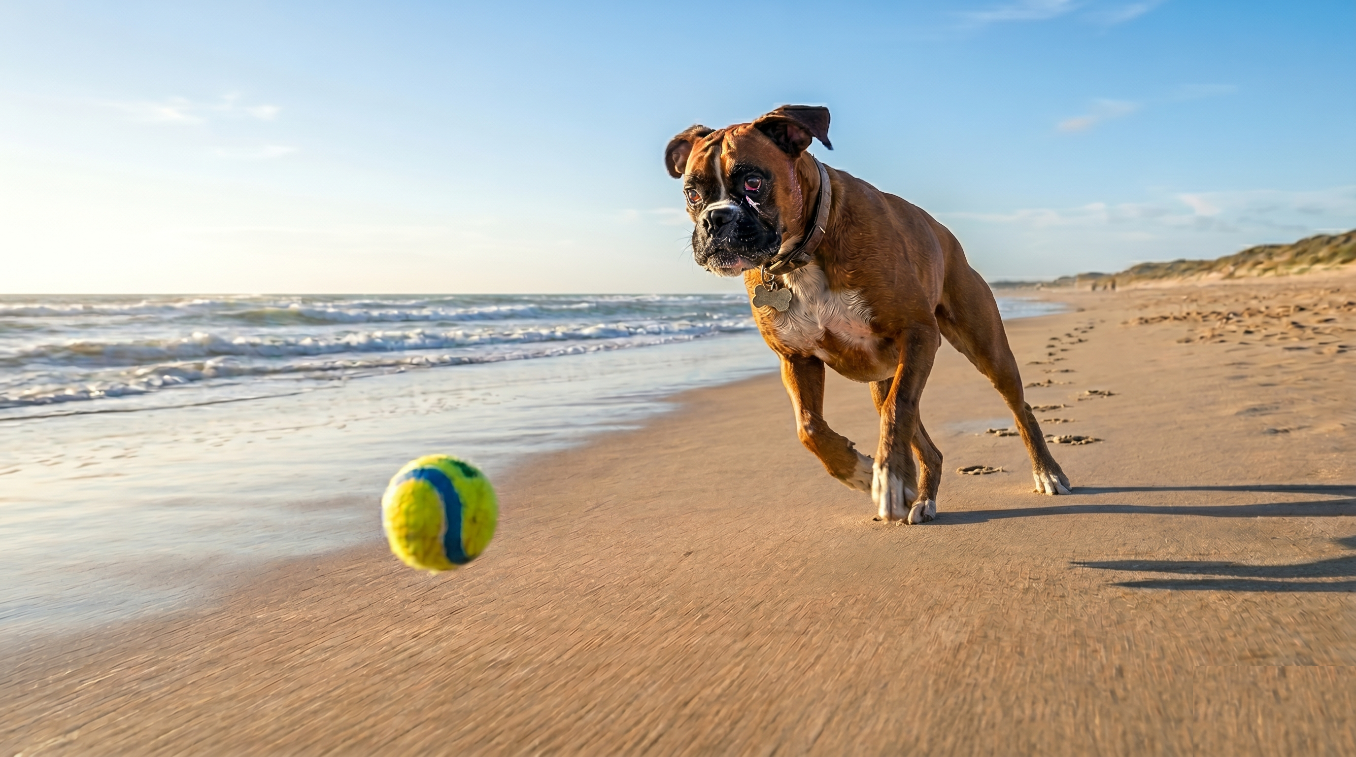 Boxer chasing a tennis ball at a beach