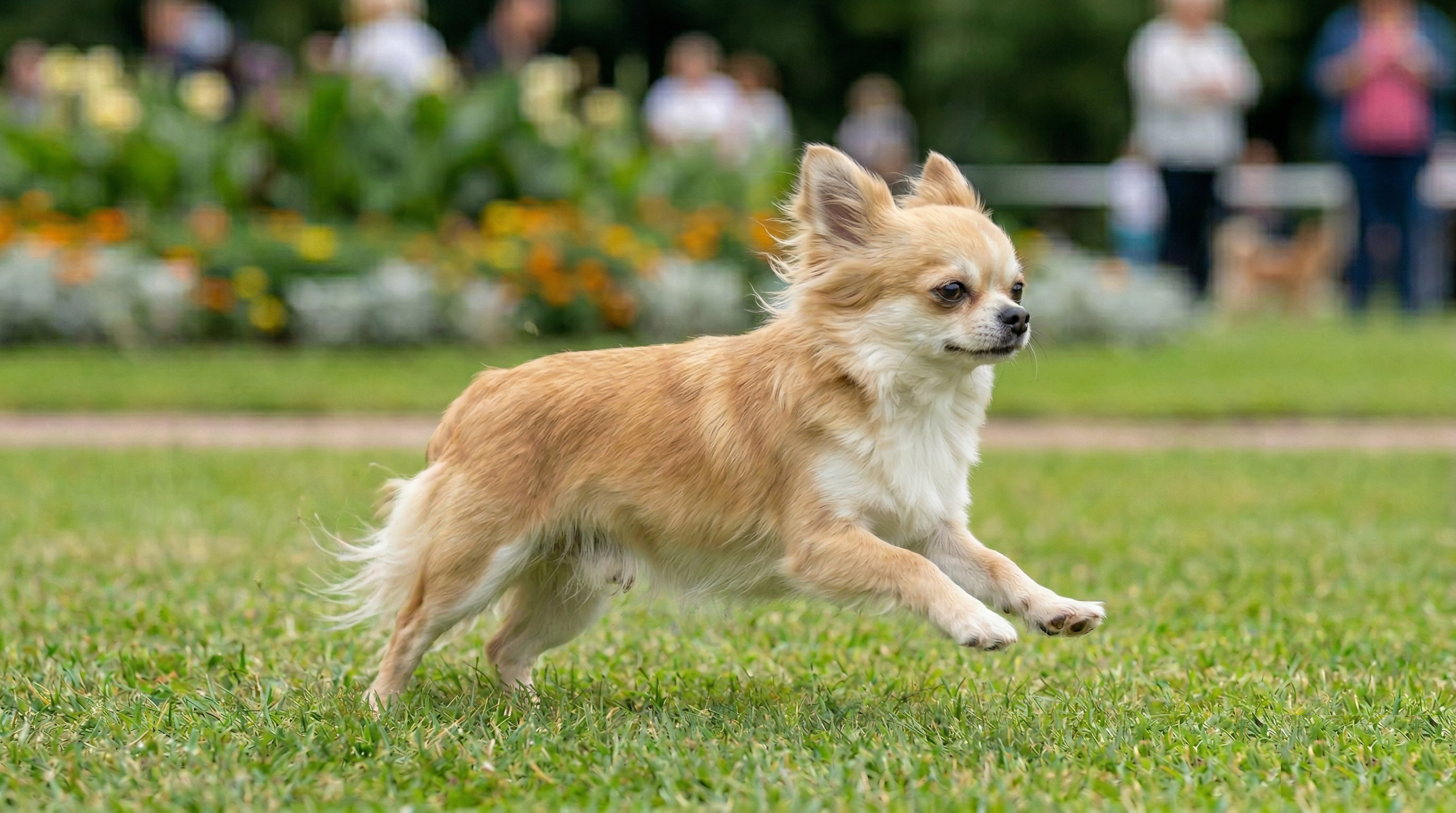 Long-coated Chihuahua showing feathering and compact structure