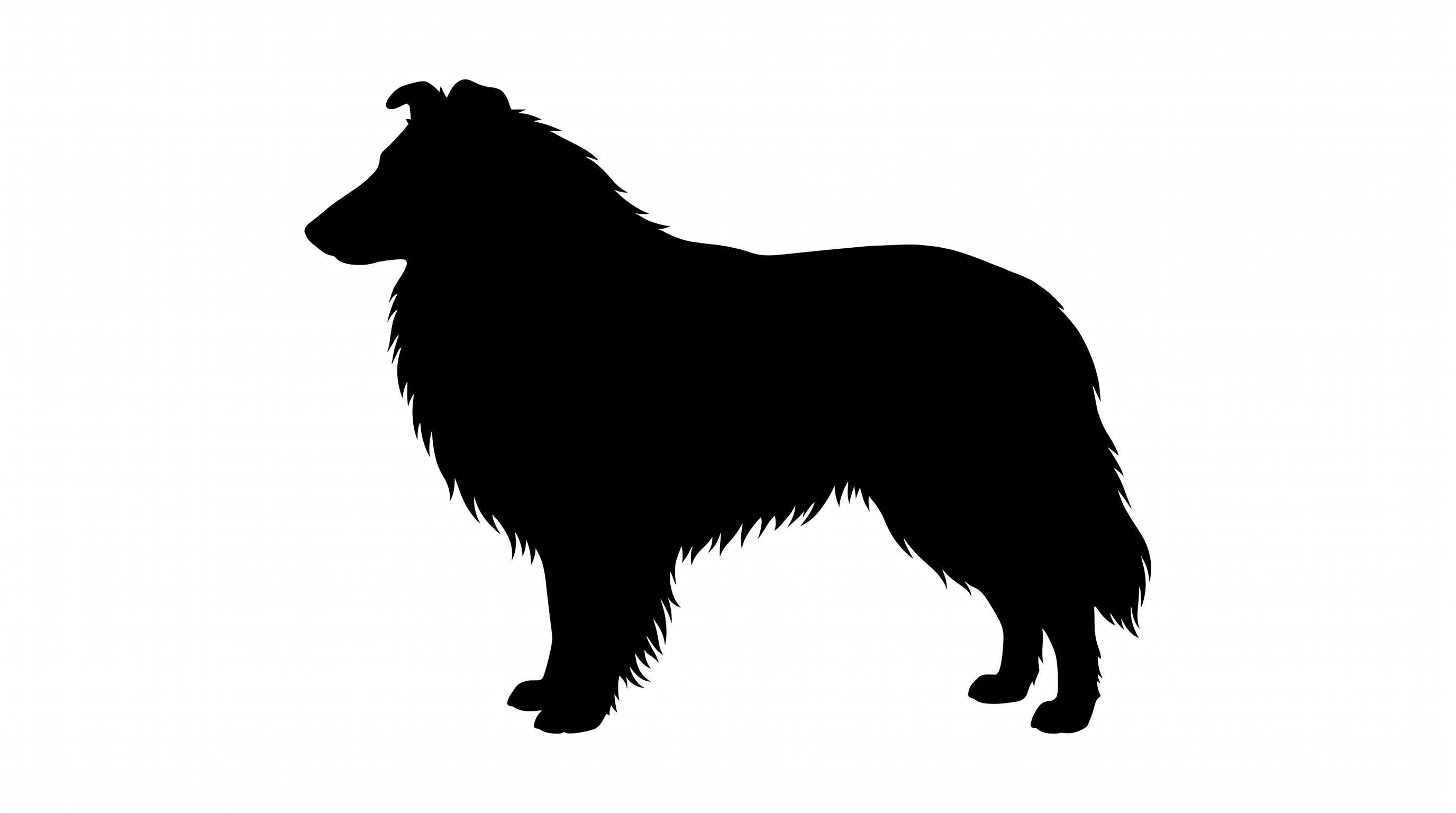 Collie silhouette