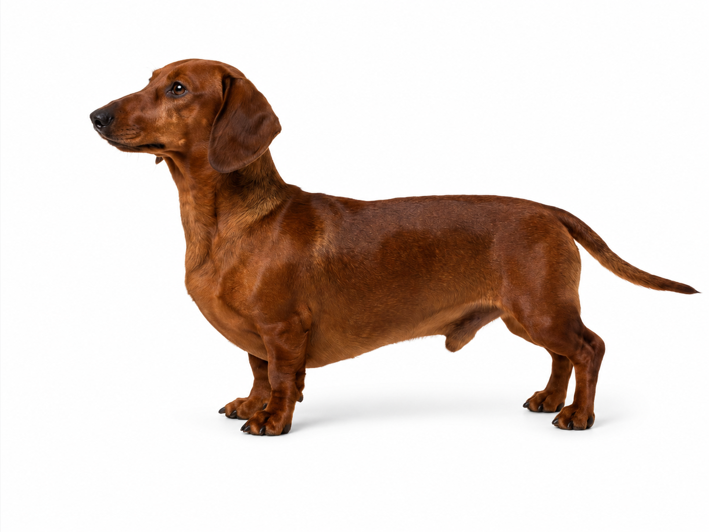 Dachshund standing in profile