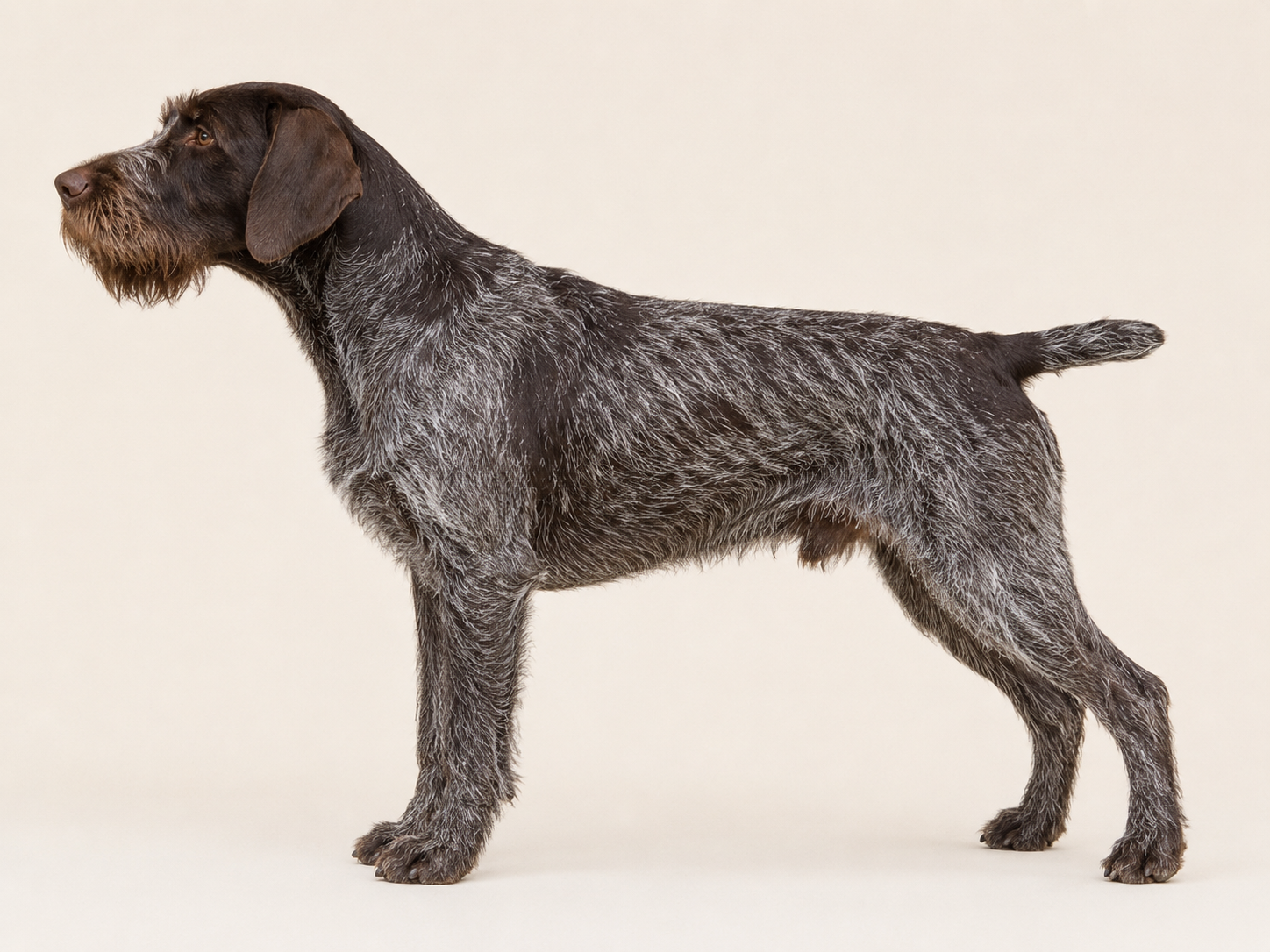German Wirehaired Pointer standing alert in profile