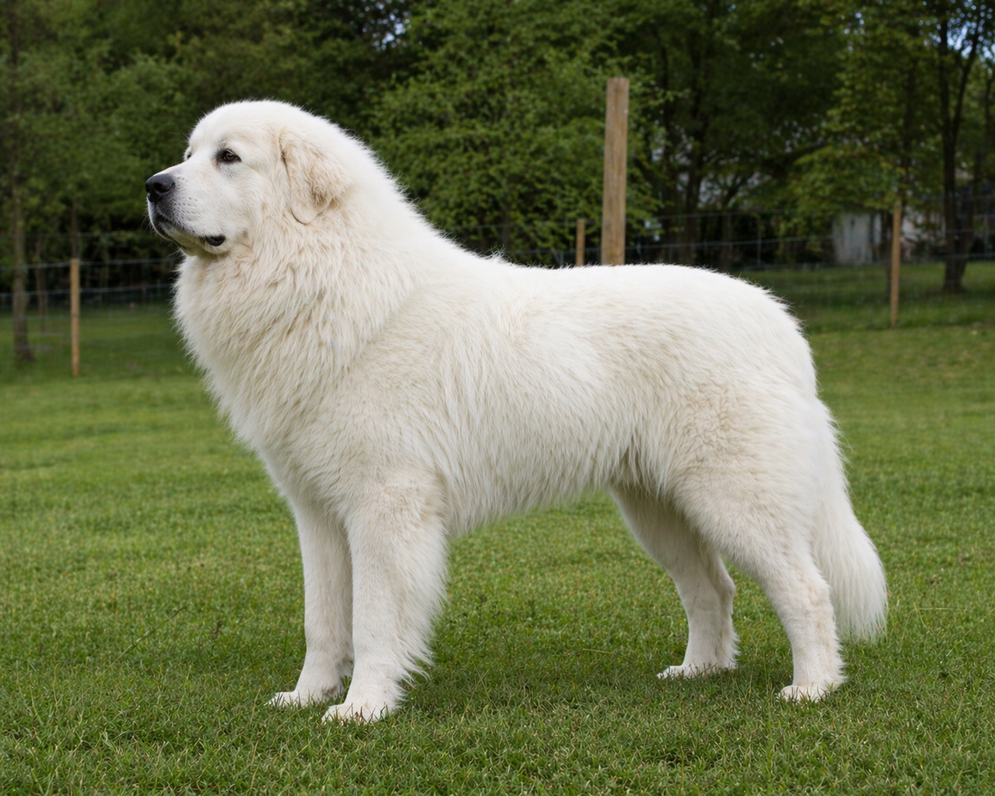 Great Pyrenees standing in an exemplar breed pose