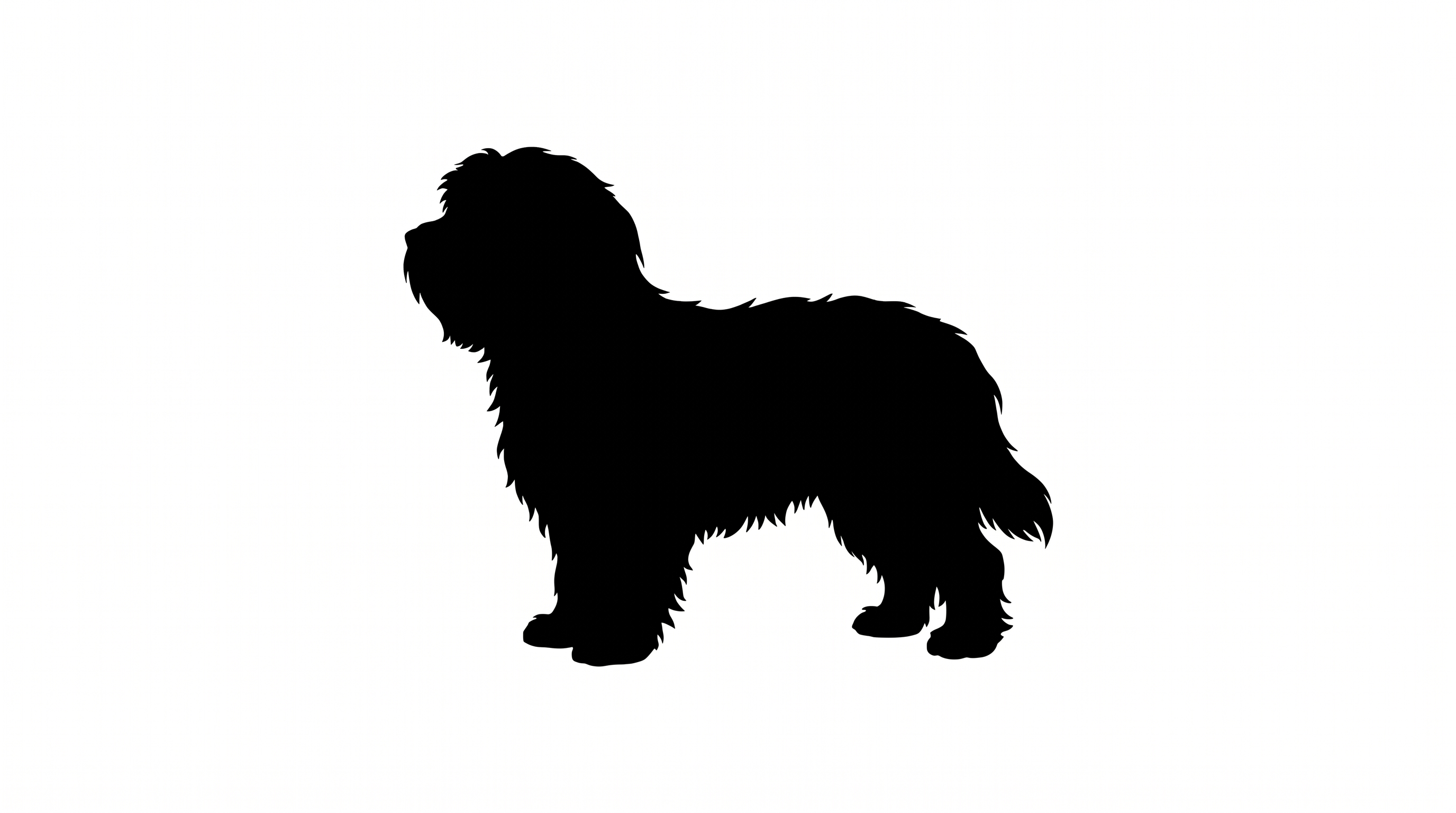 Havanese silhouette