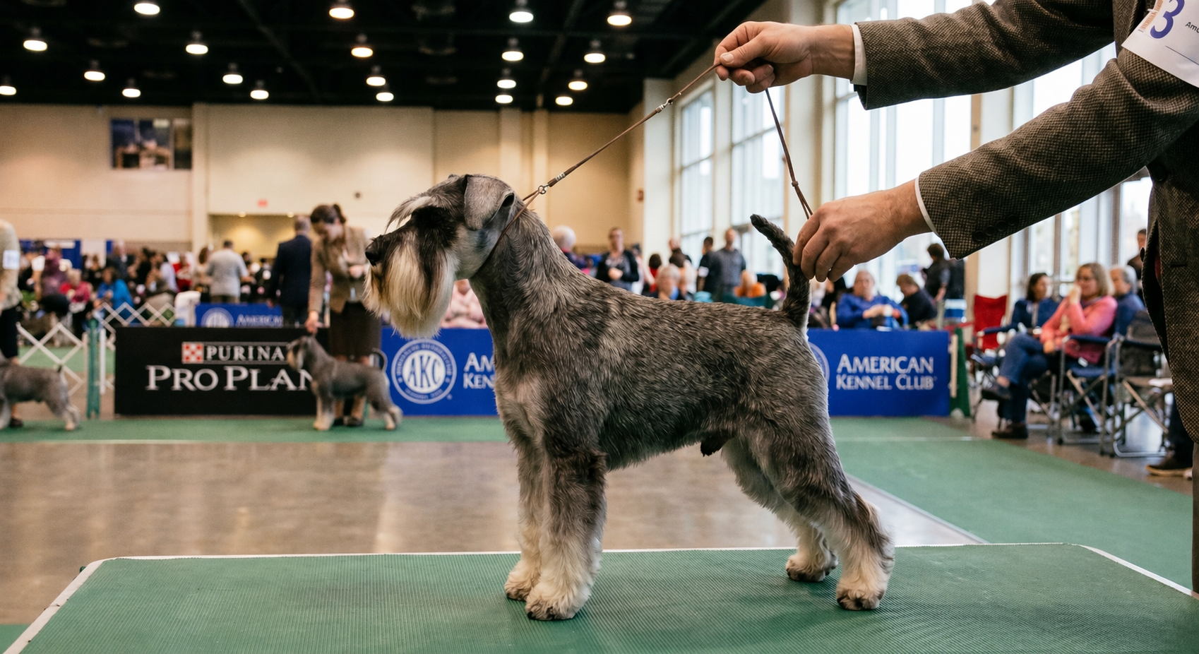 Miniature Schnauzer standing outdoors