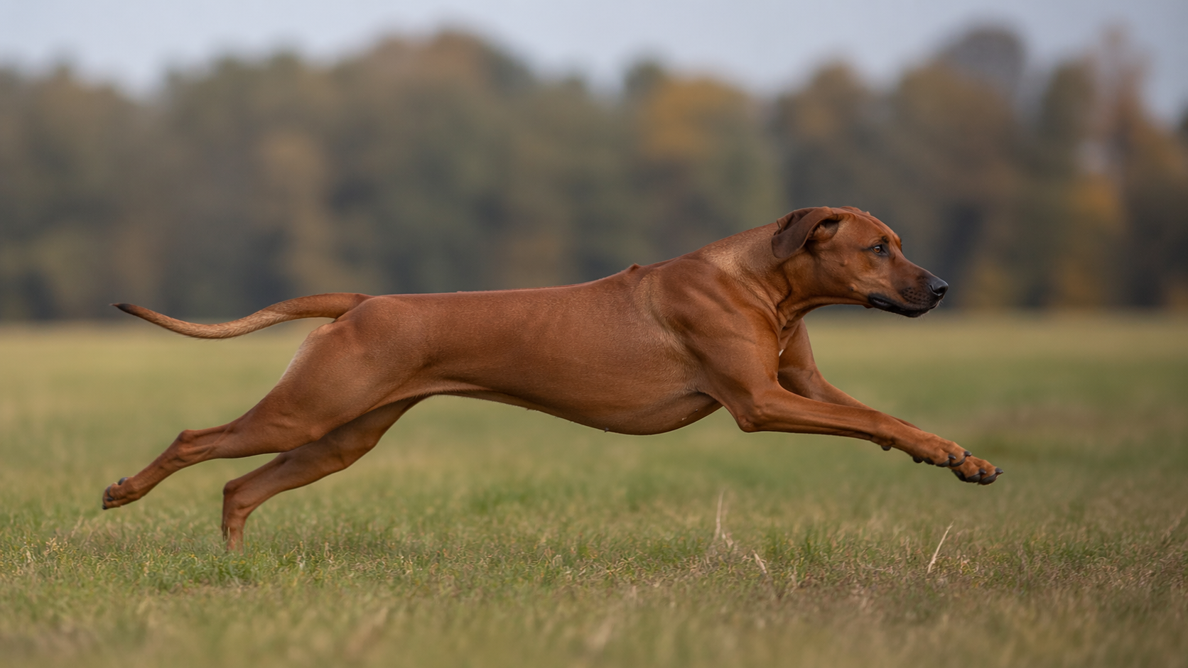Rhodesian Ridgeback running at speed through open terrain