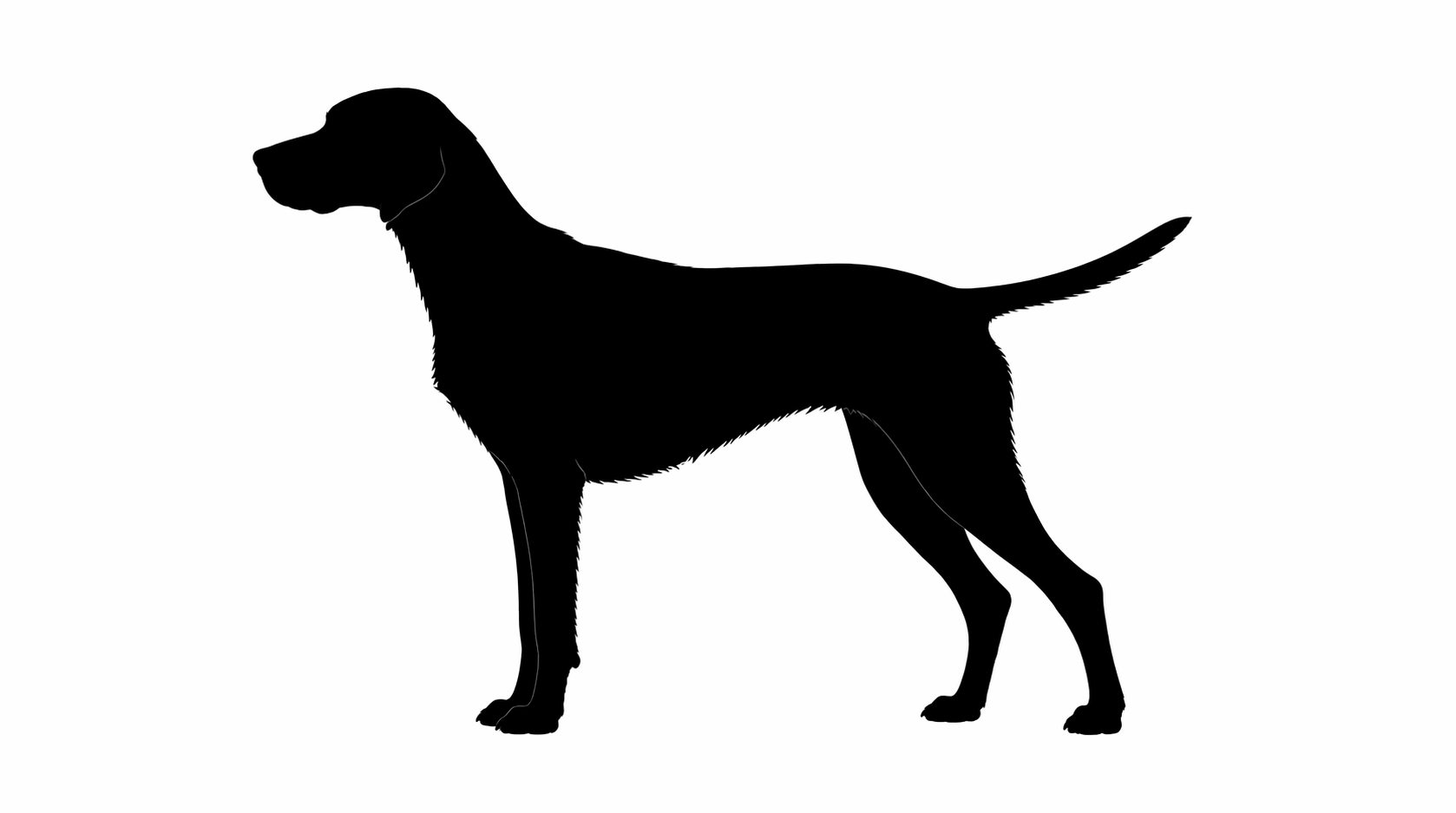 Vizsla silhouette