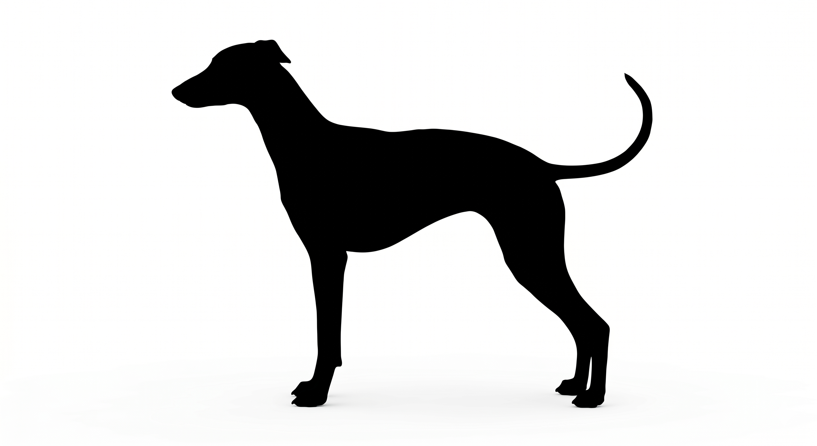 Whippet silhouette