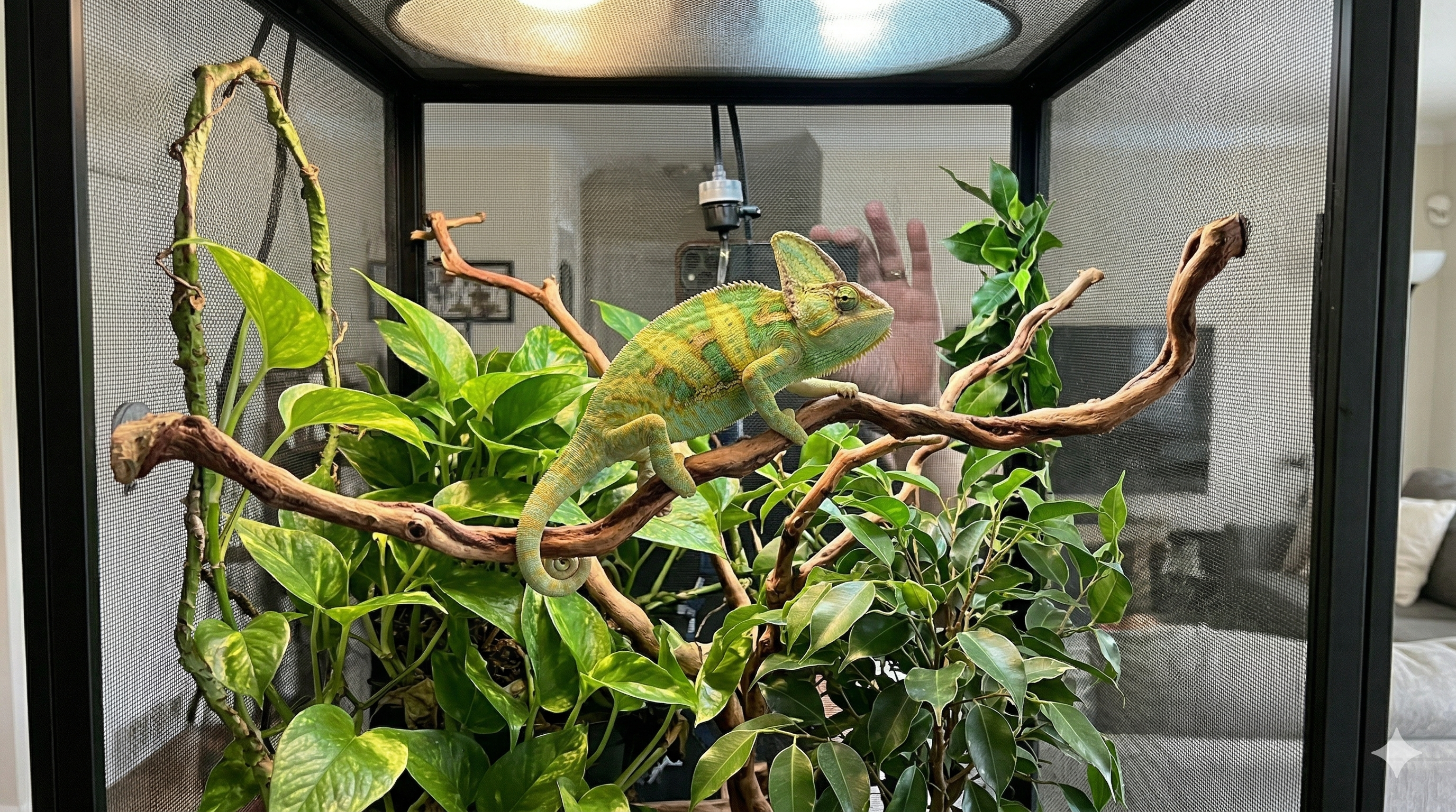 Chameleon